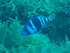 Hypoplectrus indigo