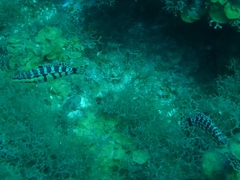 Serranus tigrinus