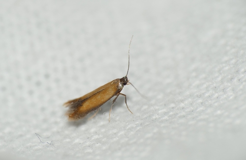 Coptotriche marginea