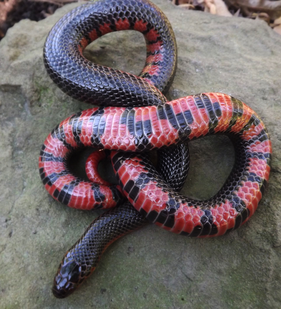 Red-bellied Mudsnake – Florida Snake ID Guide