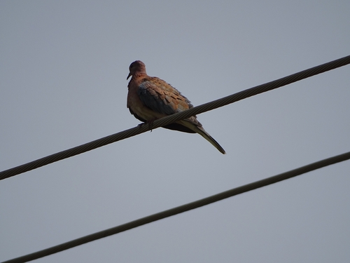 Laughing Dove