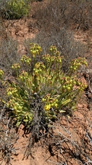 Cotyledon campanulata