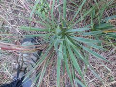 Yucca arkansana
