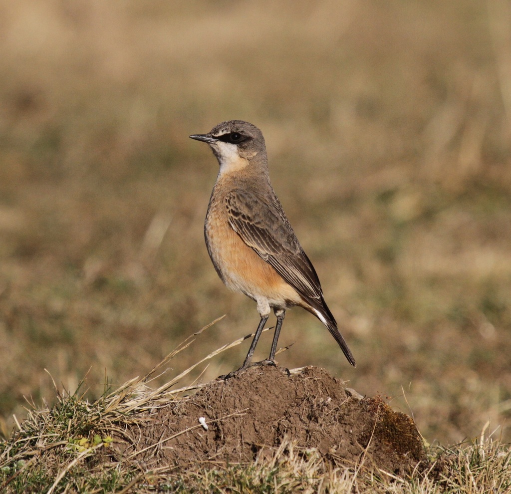 Buff-breasted Wheatear photo