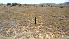 Cotyledon campanulata