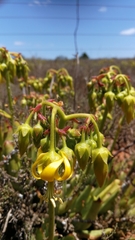 Cotyledon campanulata