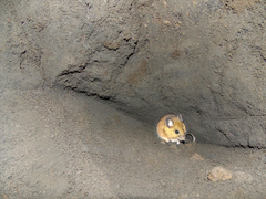 Reithrodontomys fulvescens