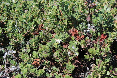 Arctostaphylos pacifica