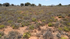 Cotyledon campanulata