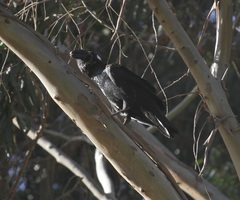 Corvus crassirostris