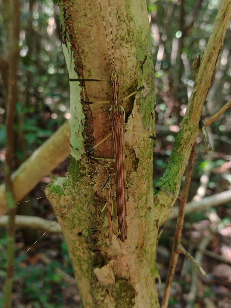 Tithonophasma cancellatum