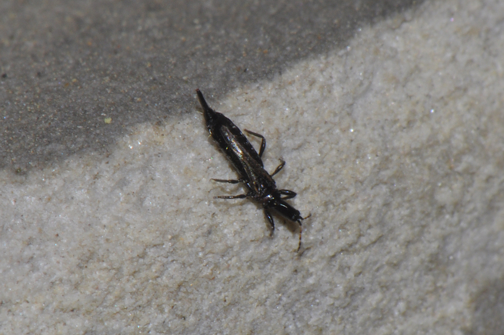 Cryptothrips