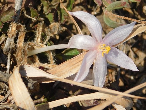 Gethyllis villosa