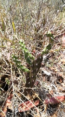 Opuntia aurantiaca