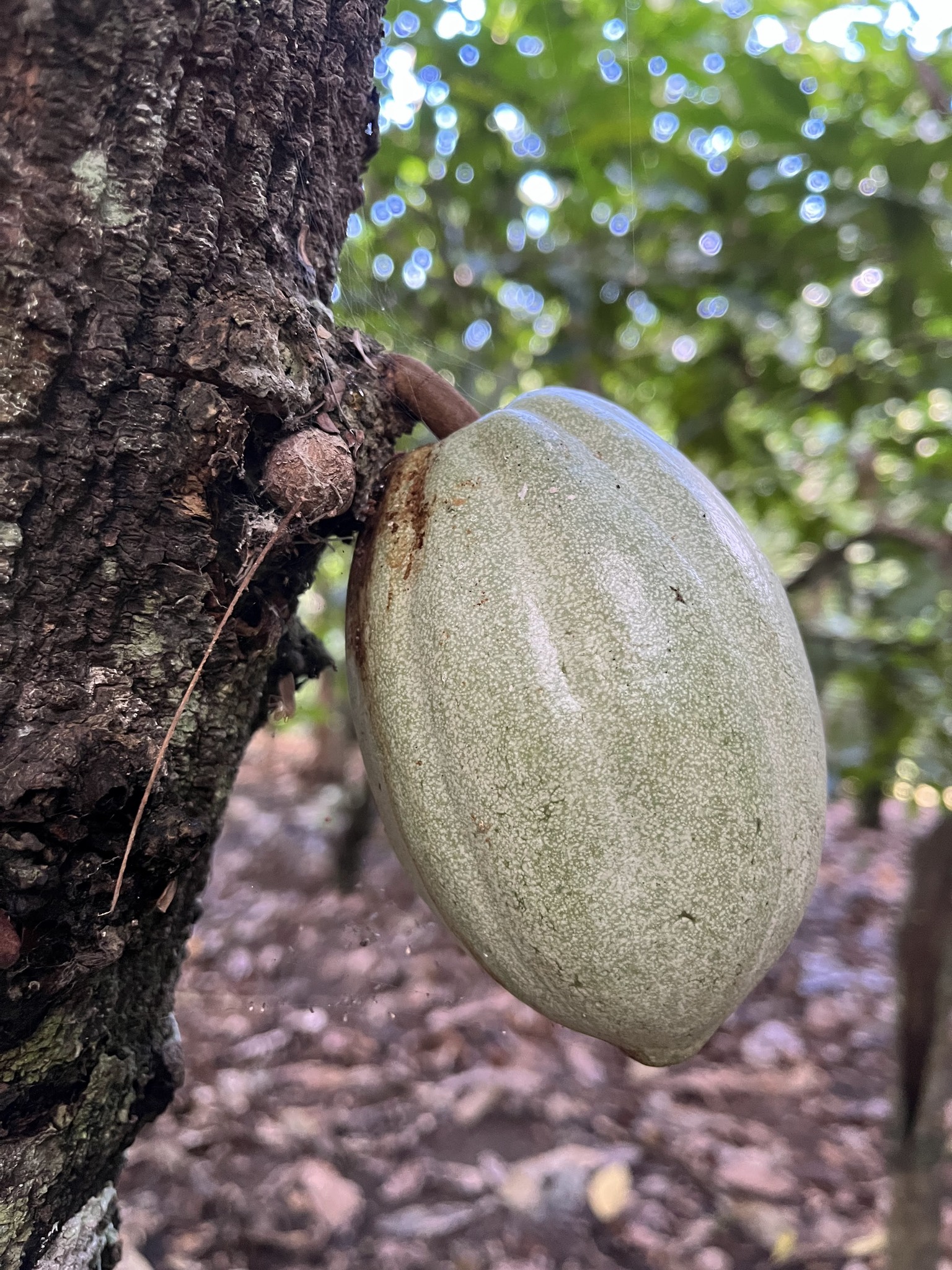 Theobroma cacao
