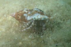 Pagurus anachoretus