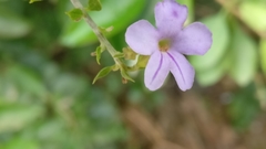 Duranta erecta