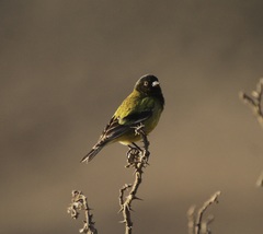 Serinus nigriceps