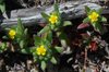 Opposite-leaved Tarweed - Photo (c) 2009 Barry Breckling, some rights reserved (CC BY-NC-SA)