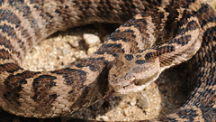 Gloydius intermedius