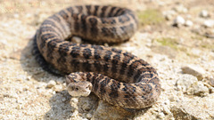 Gloydius intermedius