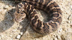 Gloydius intermedius