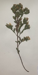 Heterotheca villosa foliosa