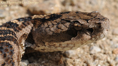 Gloydius intermedius