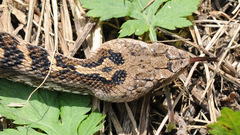 Gloydius intermedius