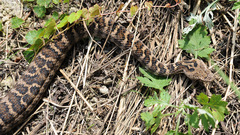 Gloydius intermedius