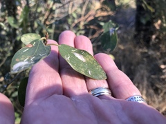 Ceanothus integerrimus macrothyrsus