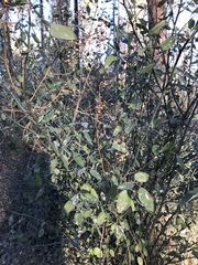 Ceanothus integerrimus macrothyrsus
