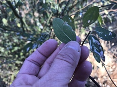 Ceanothus integerrimus macrothyrsus