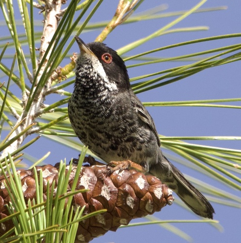 Cyprus Warbler (Curruca melanothorax), photo 7