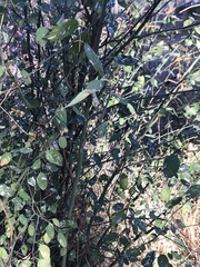 Ceanothus integerrimus macrothyrsus