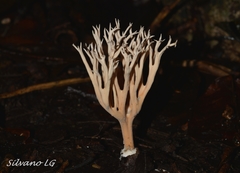 Phaeoclavulina cyanocephala