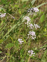 Allium drummondii