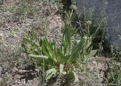 Wyethia helianthoides