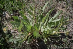 Wyethia helianthoides