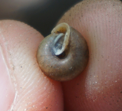 Euchemotrema leaii aliciae