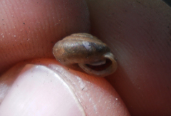 Euchemotrema leaii aliciae