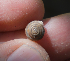 Euchemotrema leaii aliciae