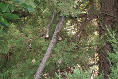 Juniperus pinchotii