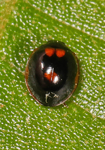 Exochomus marginipennis photo 3