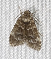 Scaphidriotis xylogramma