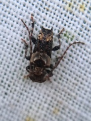 Pogonocherus hispidus