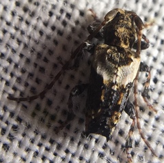 Pogonocherus hispidus