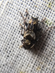 Pogonocherus hispidus