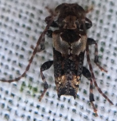 Pogonocherus hispidus