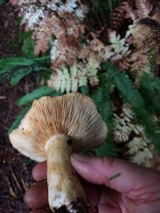 Lactarius olympianus